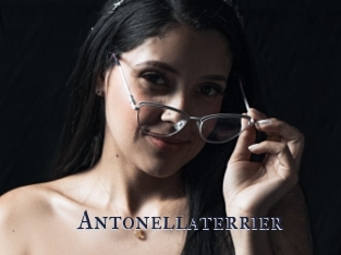 Antonellaterrier